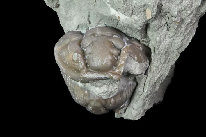 Wide, Enrolled Flexicalymene Trilobite In Shale - Ohio #67659